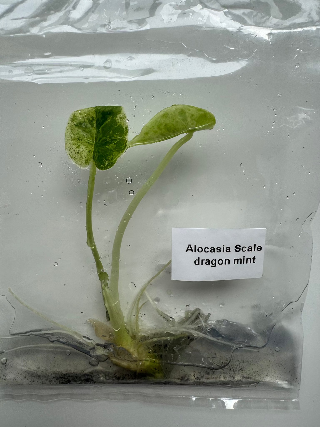 Alocasia Scale dragon mint