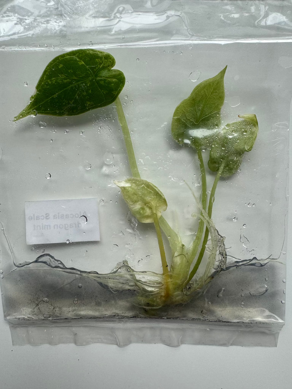 Alocasia Scale dragon mint