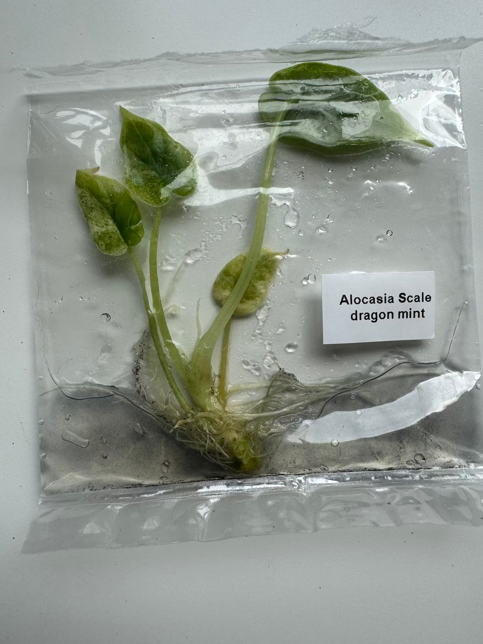 Alocasia Scale dragon mint