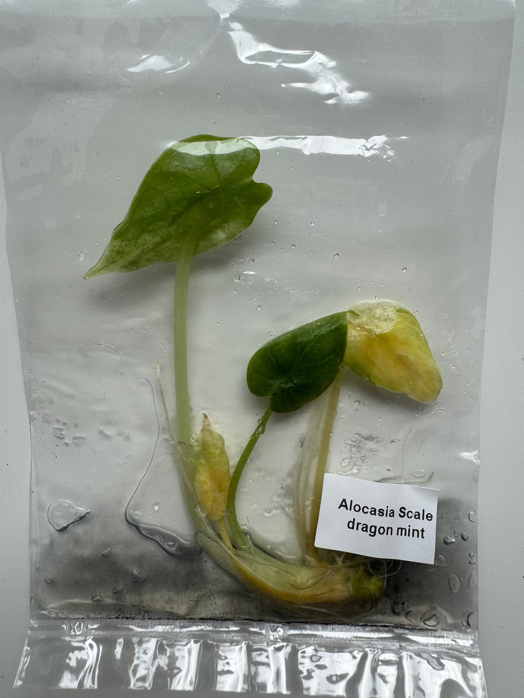 Alocasia Scale dragon mint