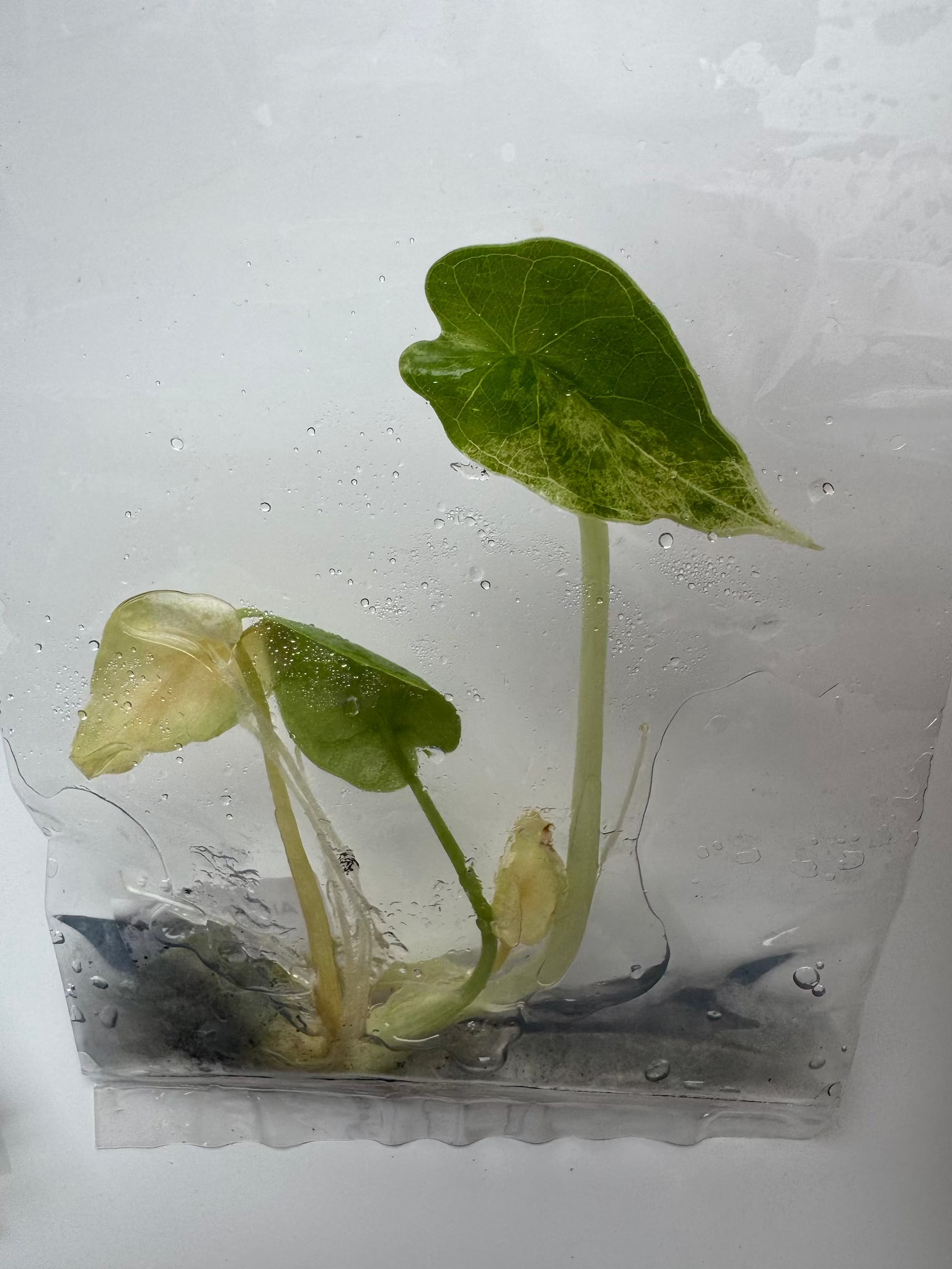 Alocasia Scale dragon mint