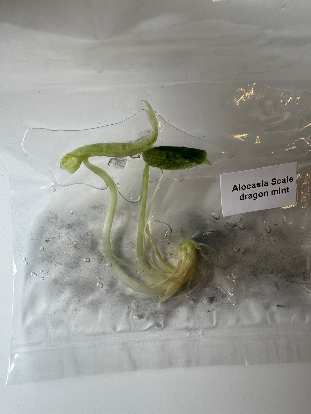 Alocasia Scale dragon mint