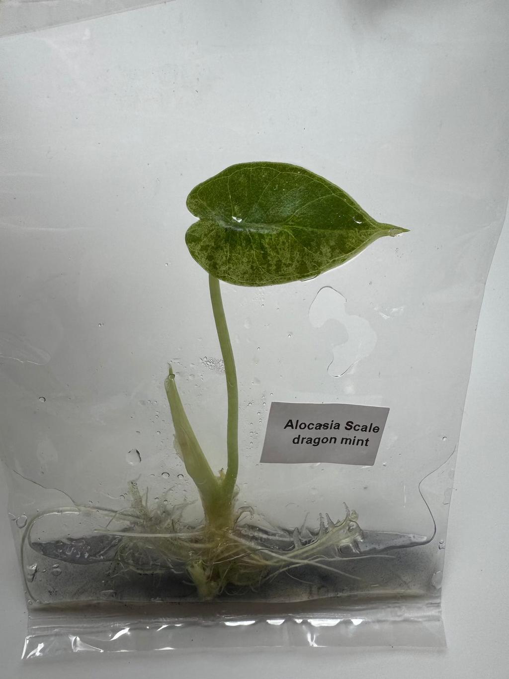 Alocasia Scale dragon mint