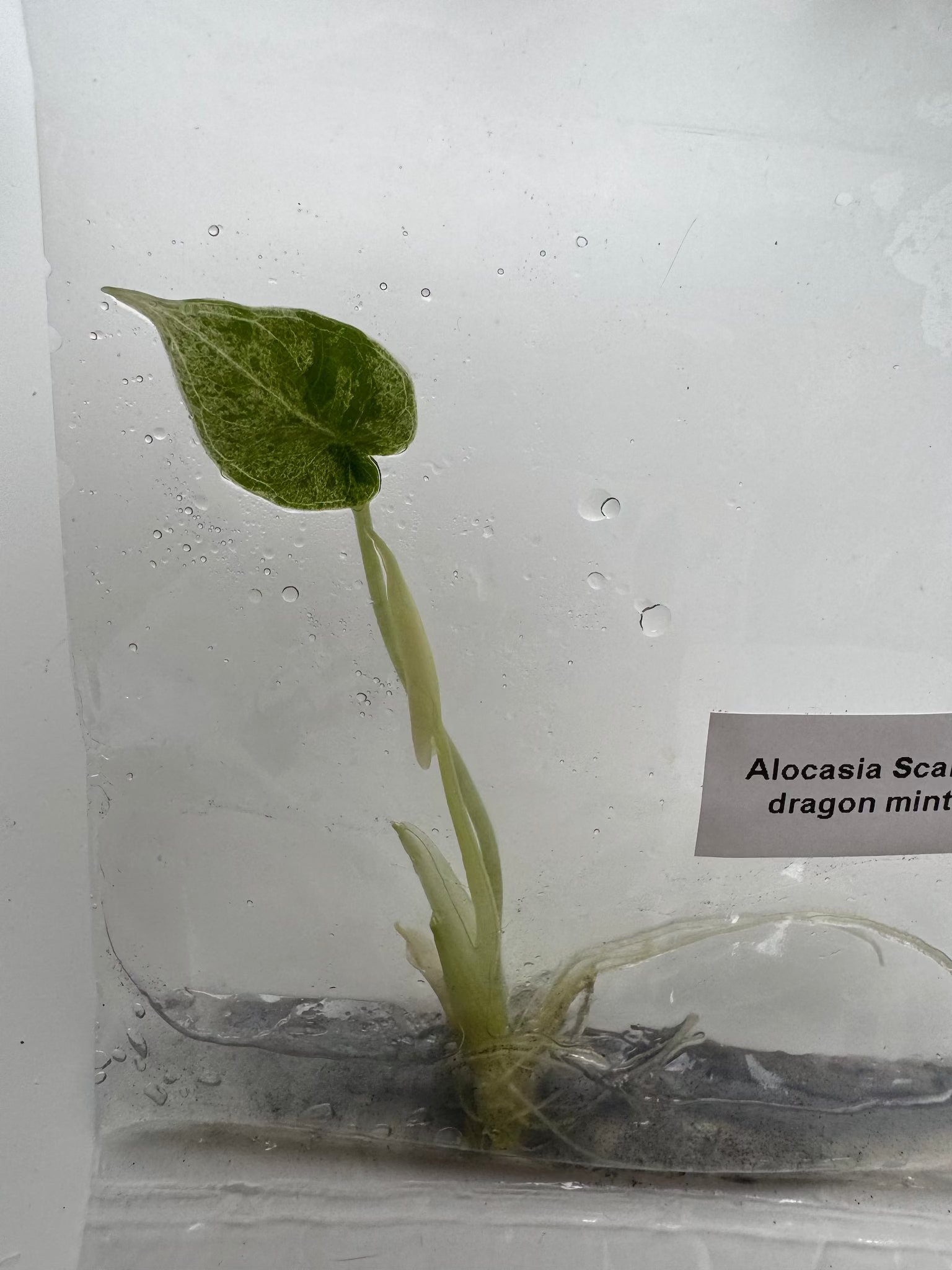 Alocasia Scale dragon mint