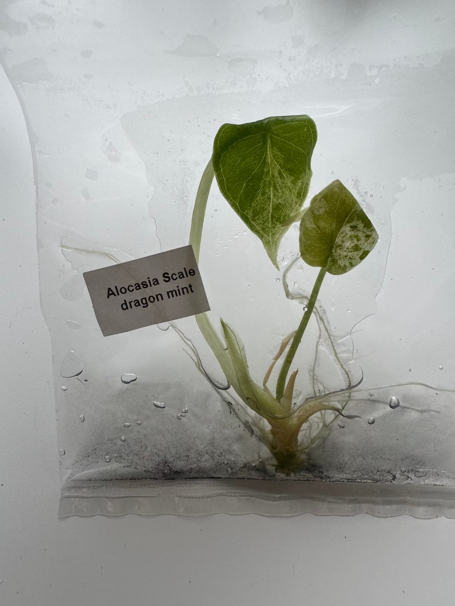 Alocasia Scale dragon mint