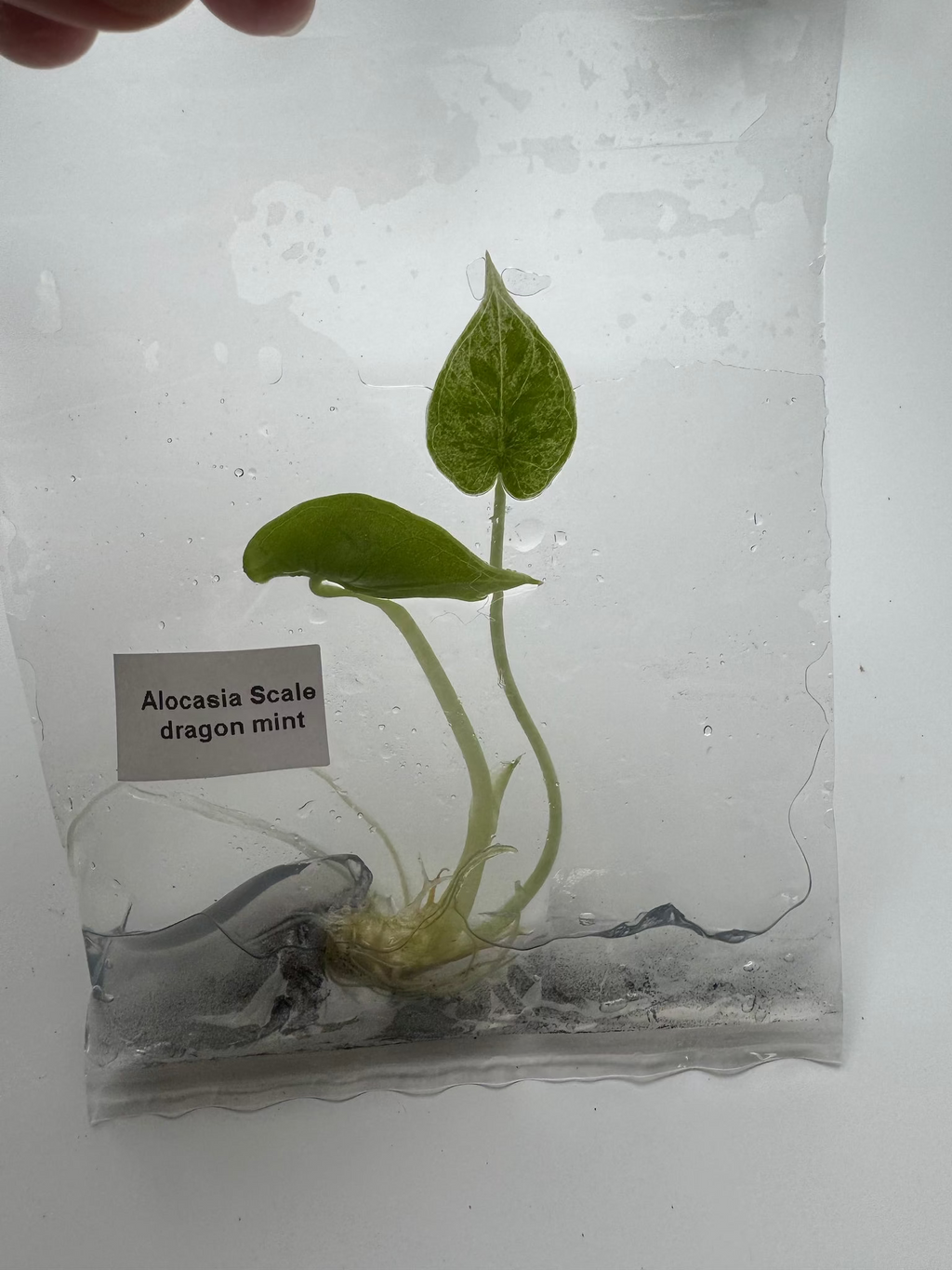 Alocasia Scale dragon mint