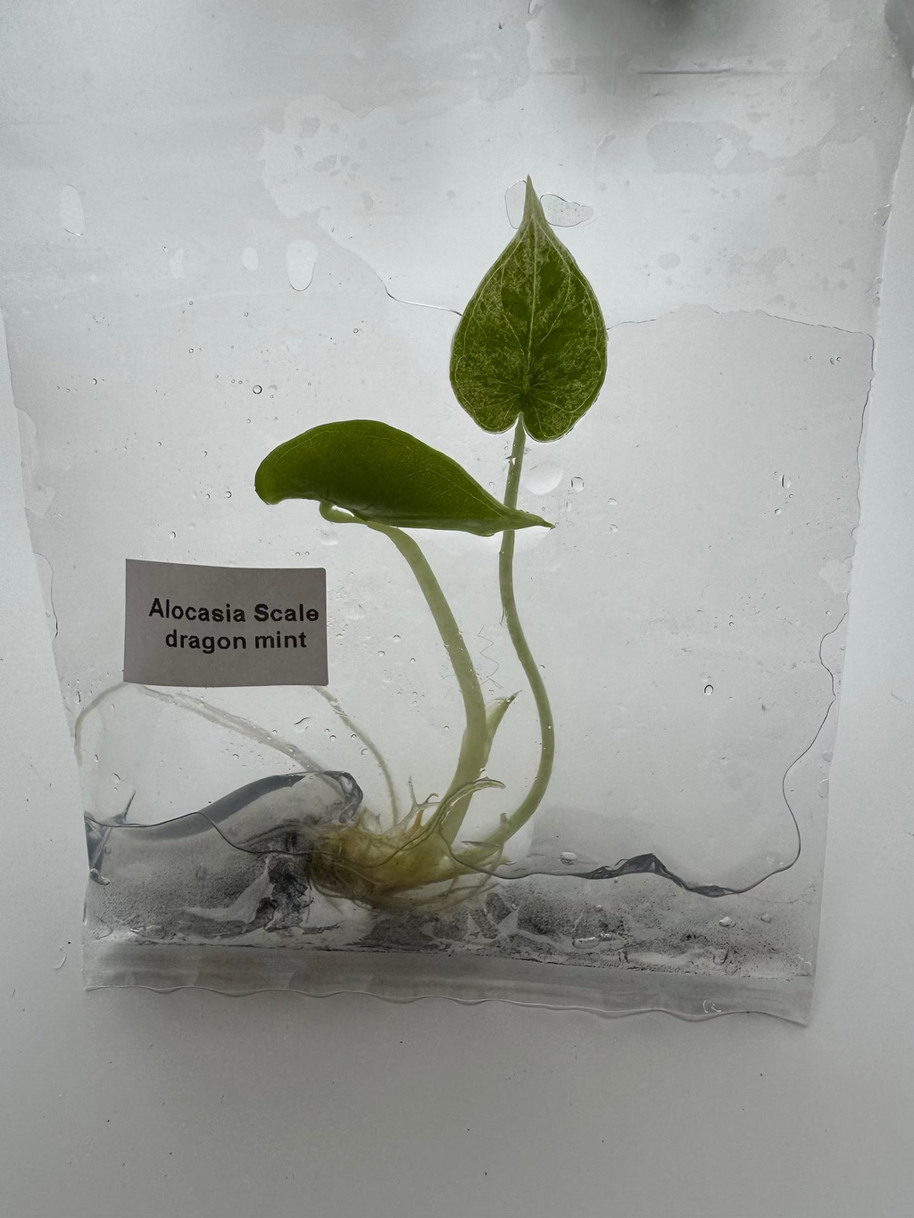 Alocasia Scale dragon mint