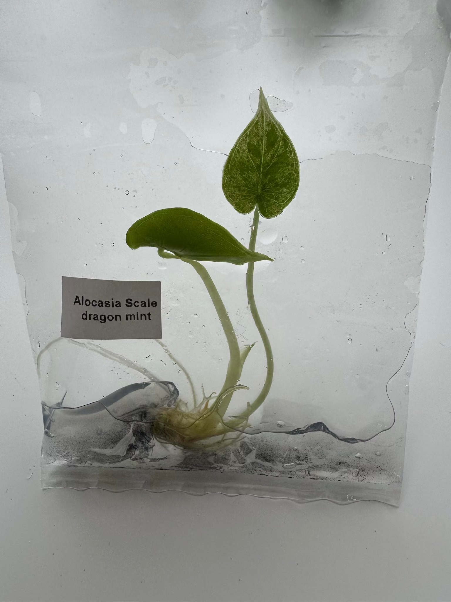 Alocasia Scale dragon mint