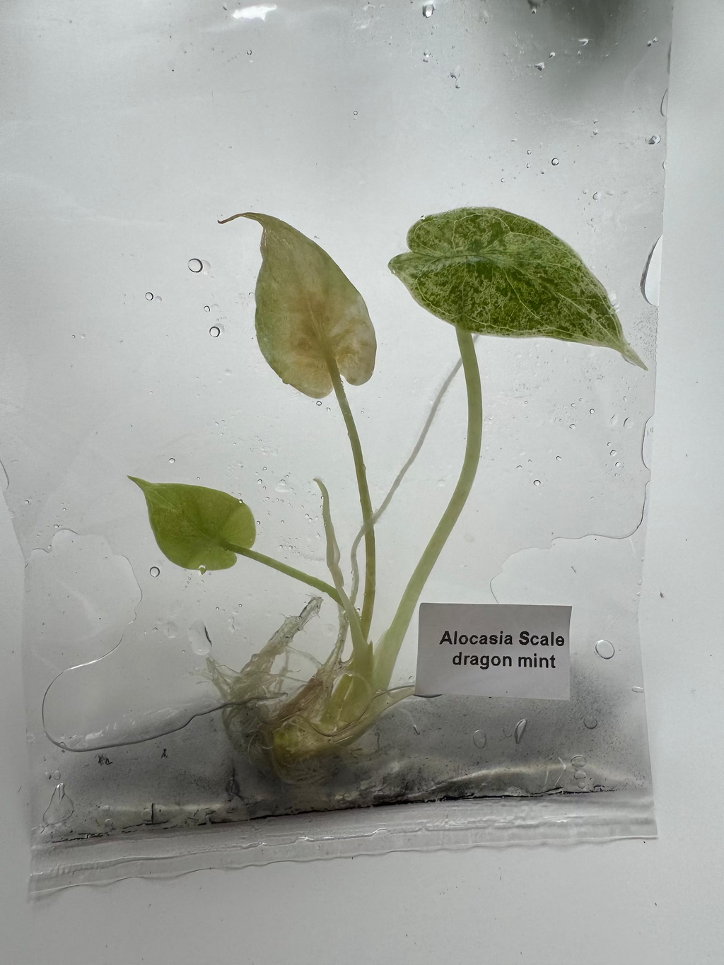Alocasia Scale dragon mint