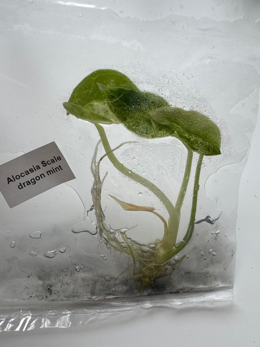 Alocasia Scale dragon mint