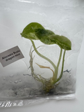 Alocasia Scale dragon mint