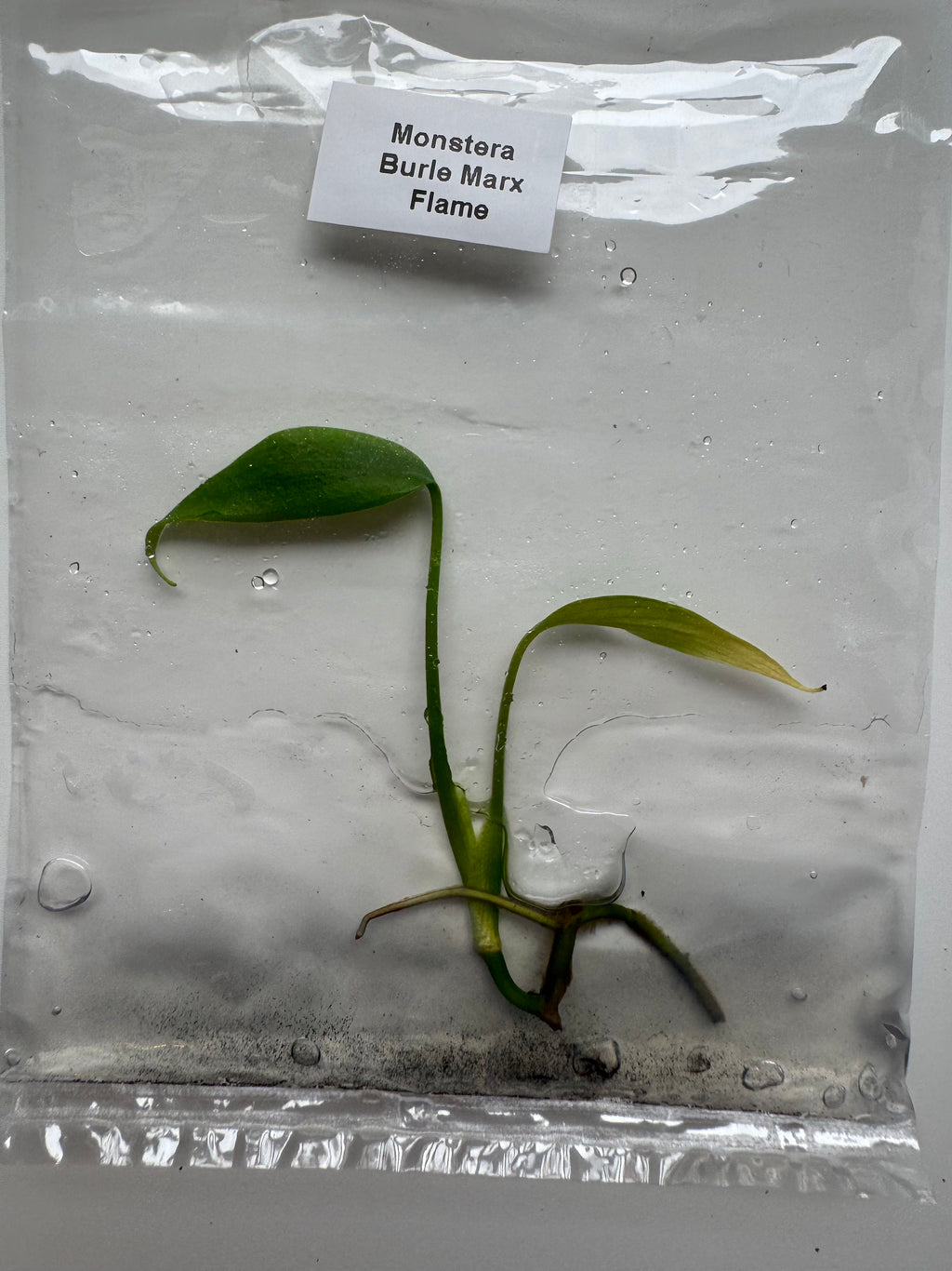 Monstera Burle Marx Flame