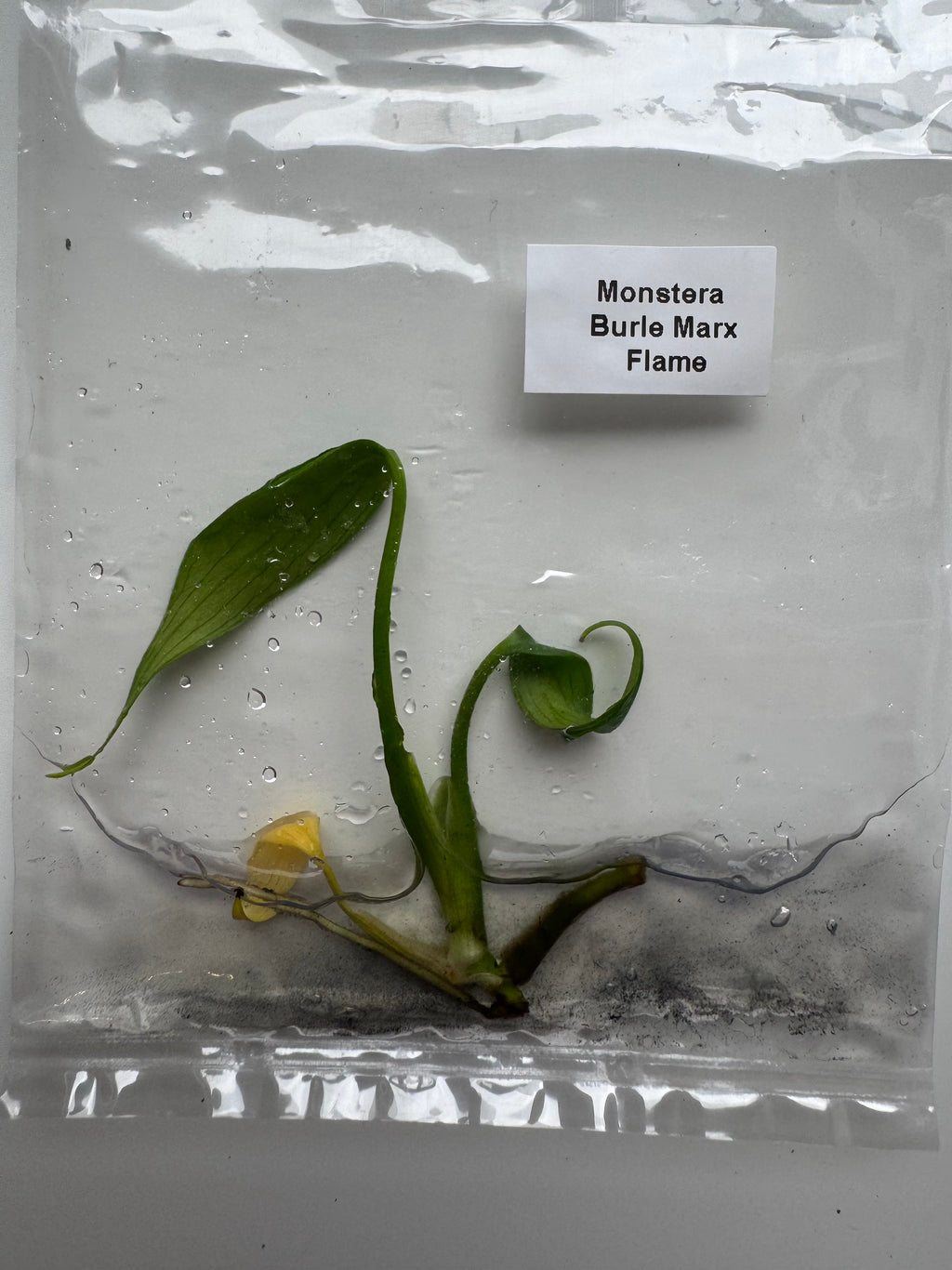 Monstera Burle Marx Flame