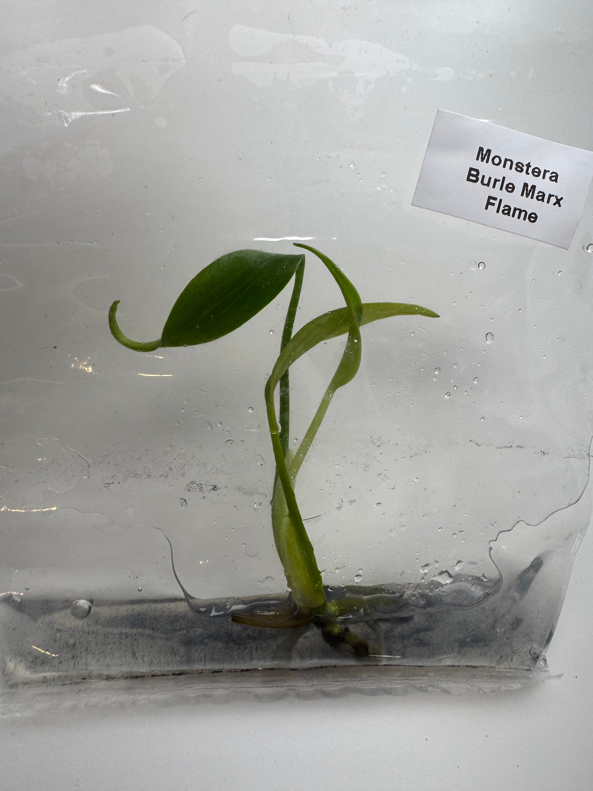 Monstera Burle Marx Flame