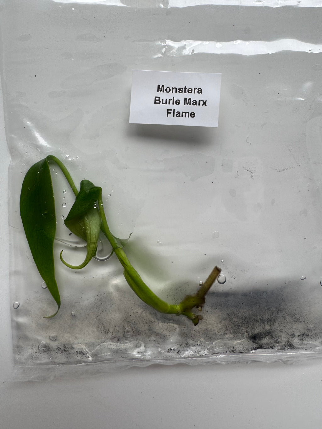 Monstera Burle Marx Flame