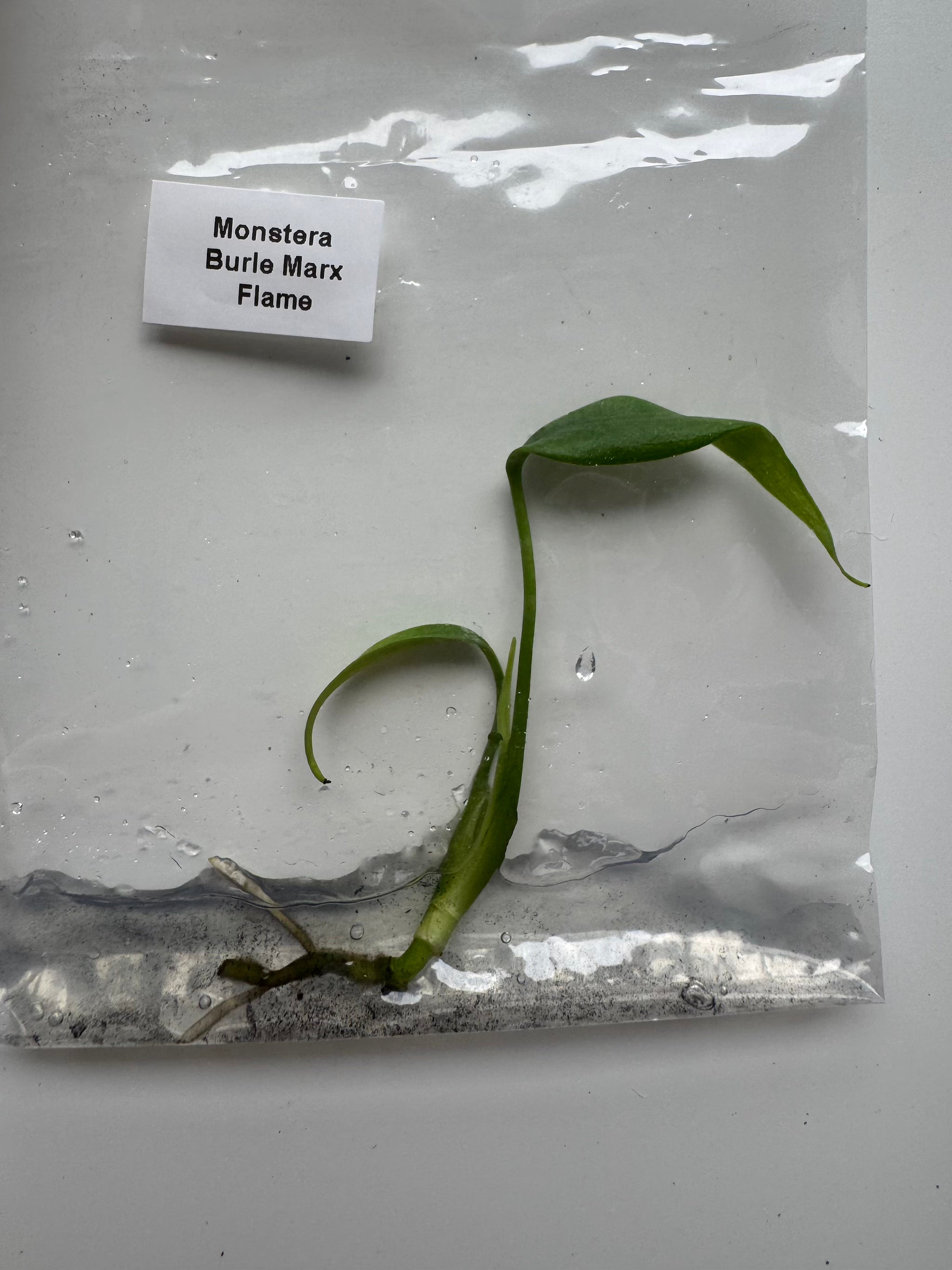 Monstera Burle Marx Flame