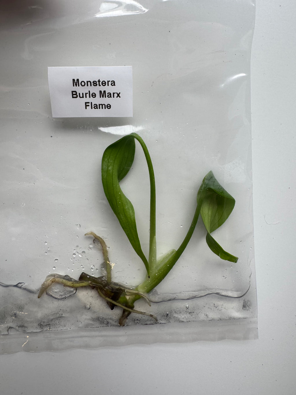 Monstera Burle Marx Flame