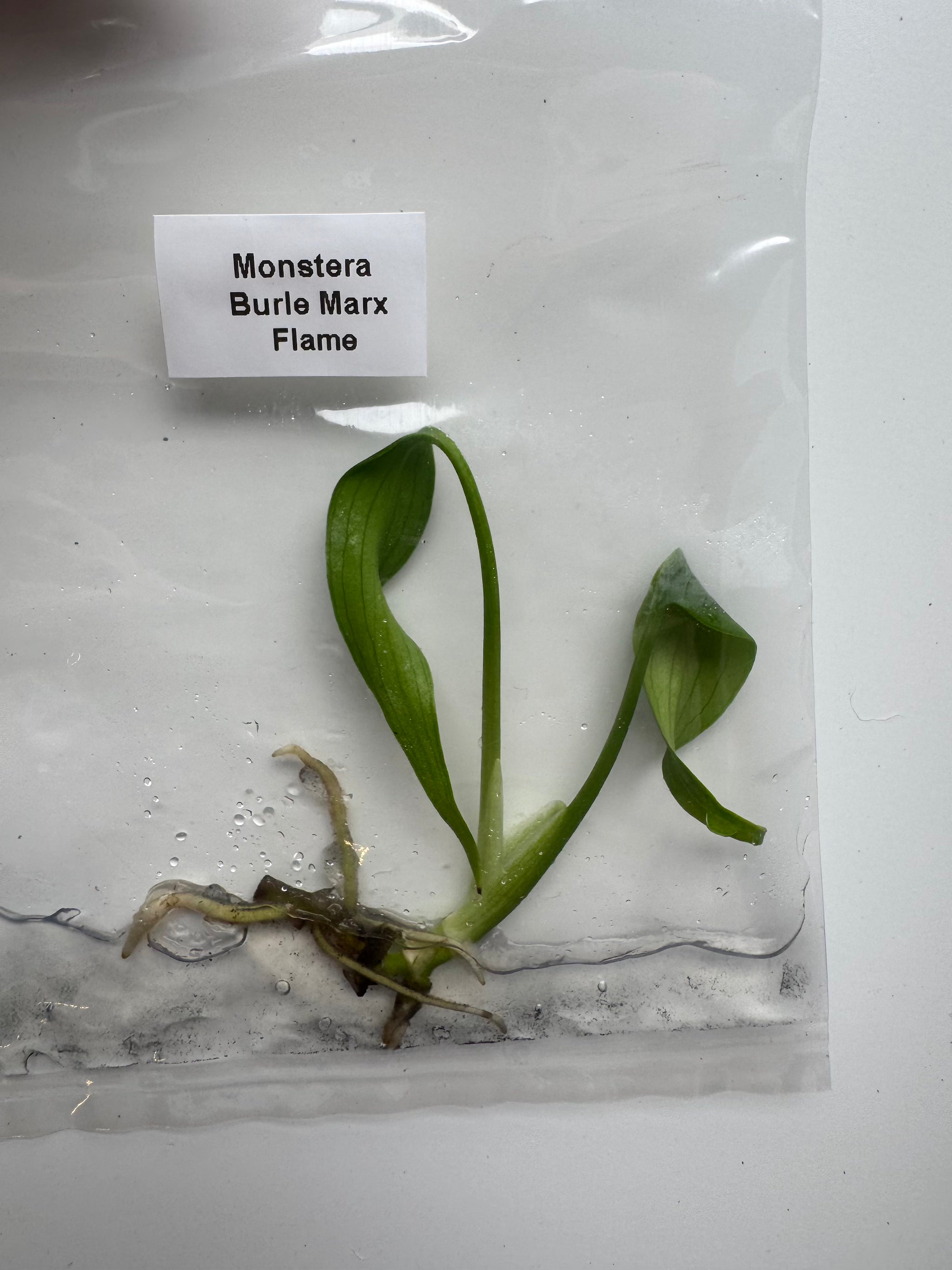Monstera Burle Marx Flame