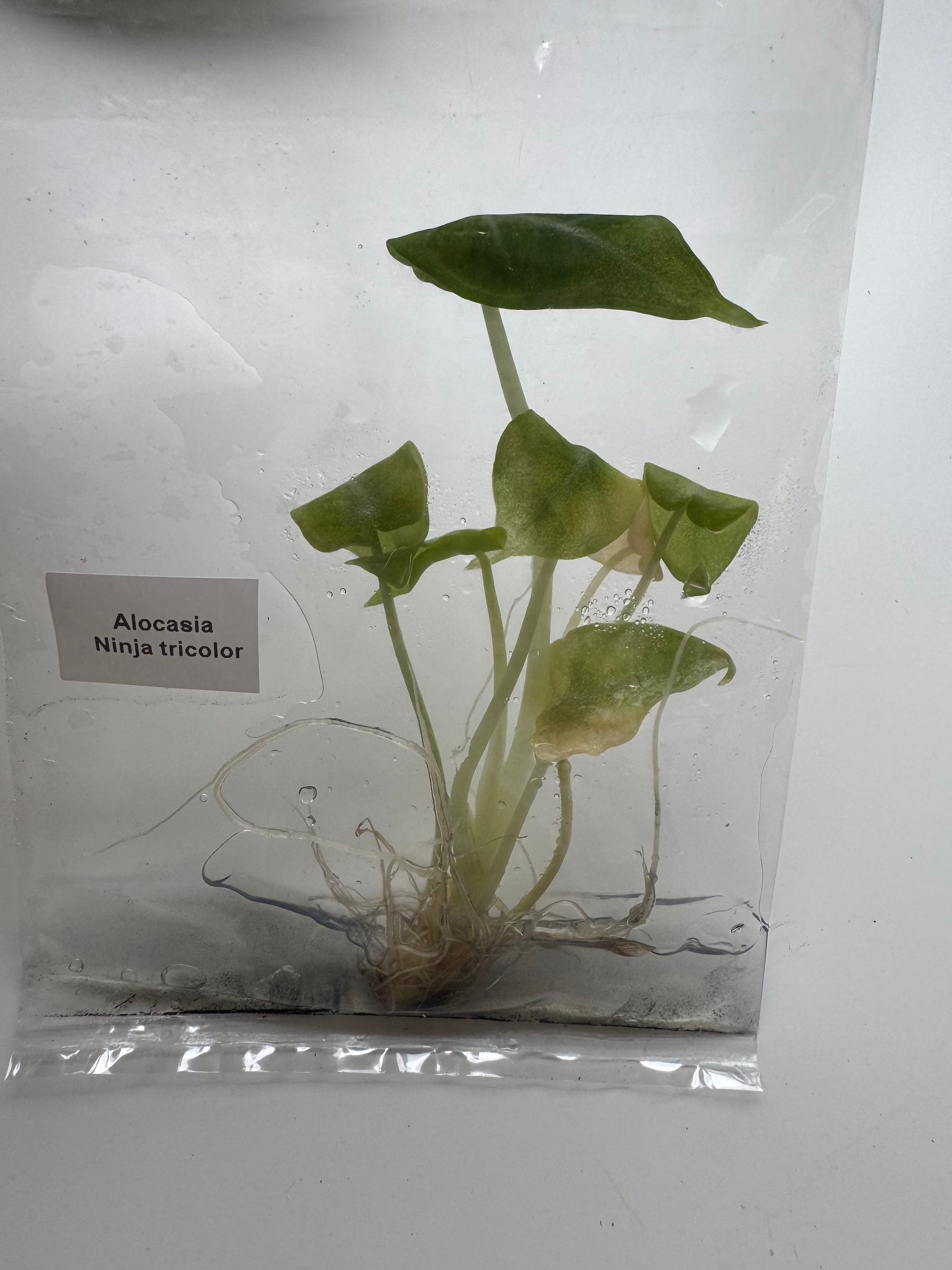 Alocasia Ninja tricolor