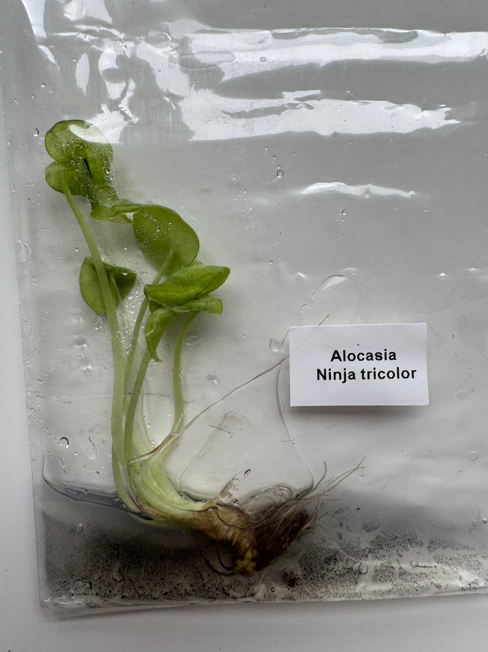 Alocasia Ninja tricolor