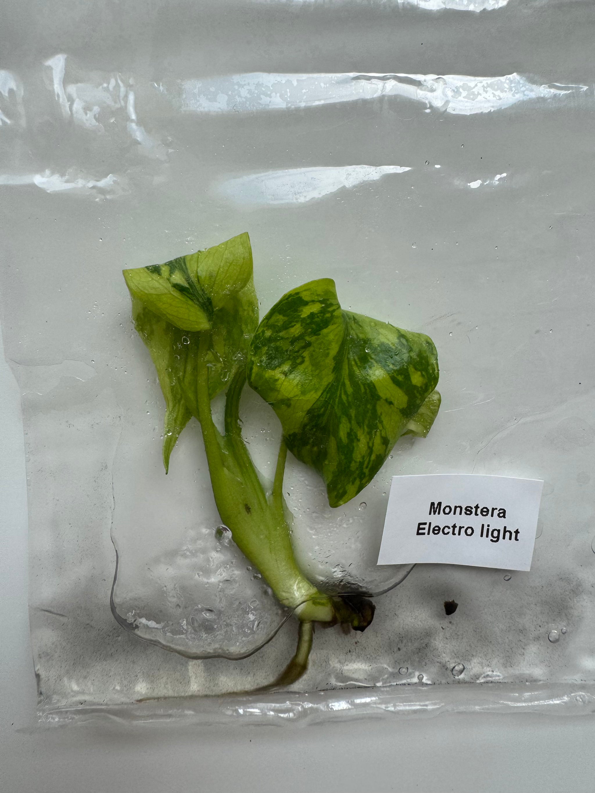Monstera Electrolight