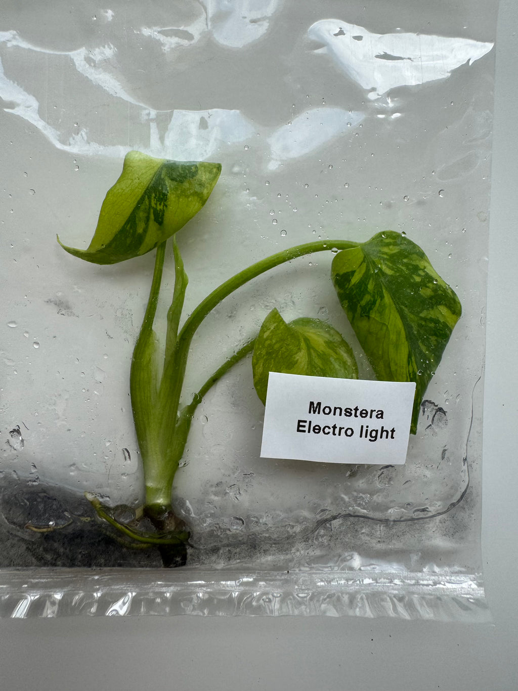 Monstera Electrolight