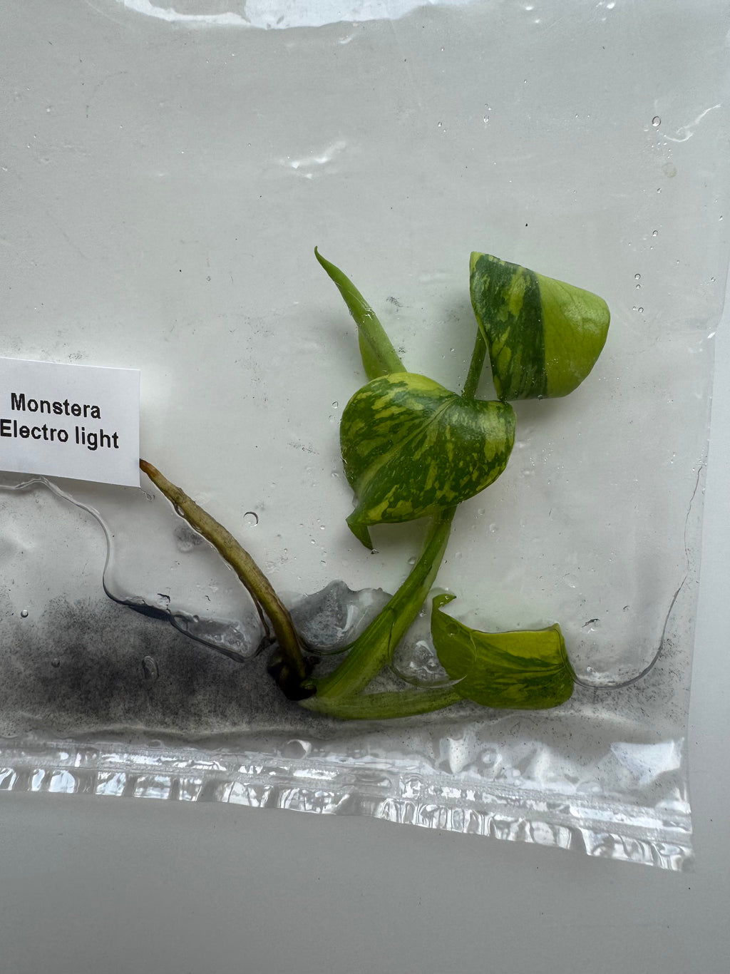 Monstera Electrolight