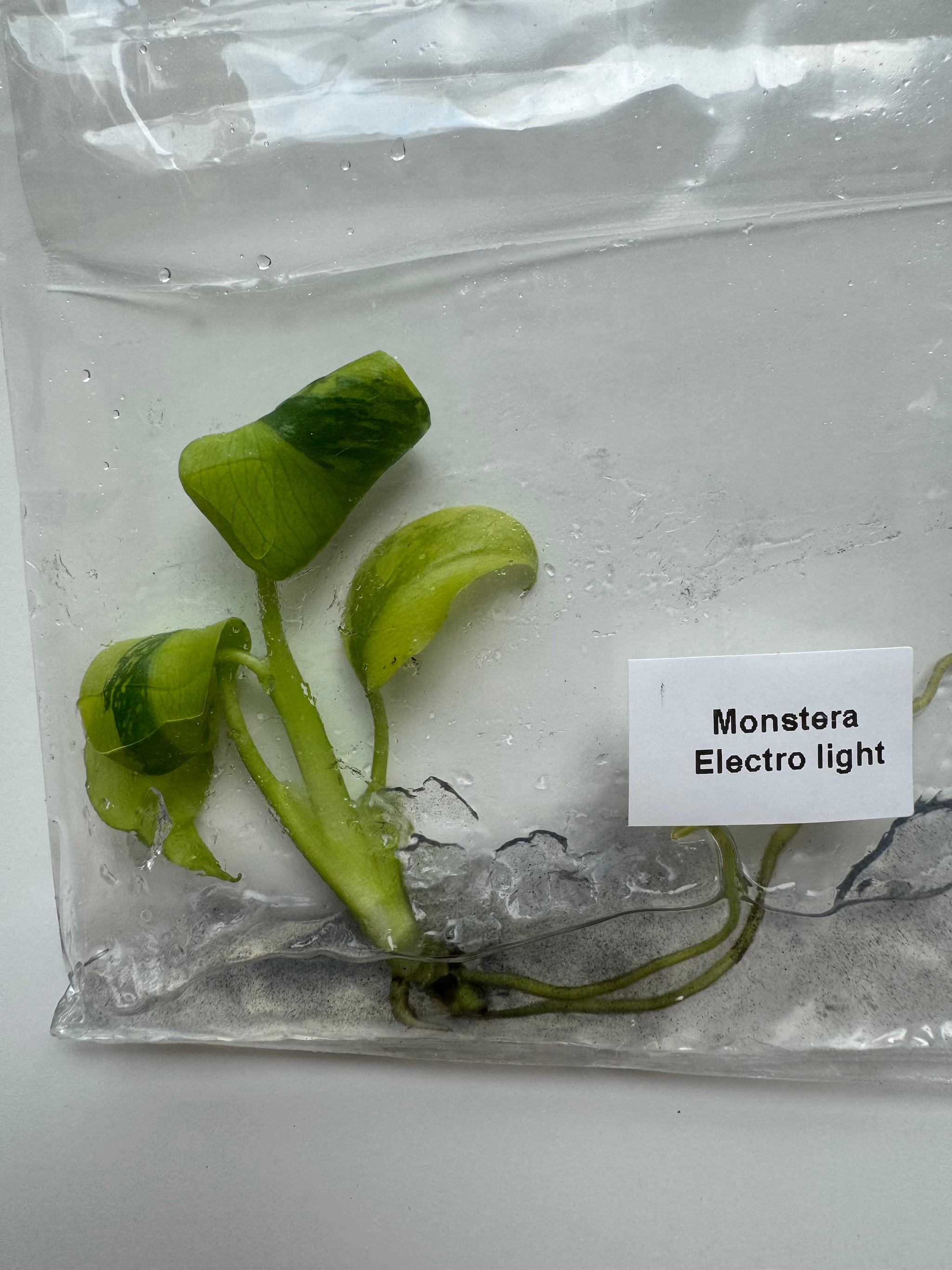 Monstera Electrolight