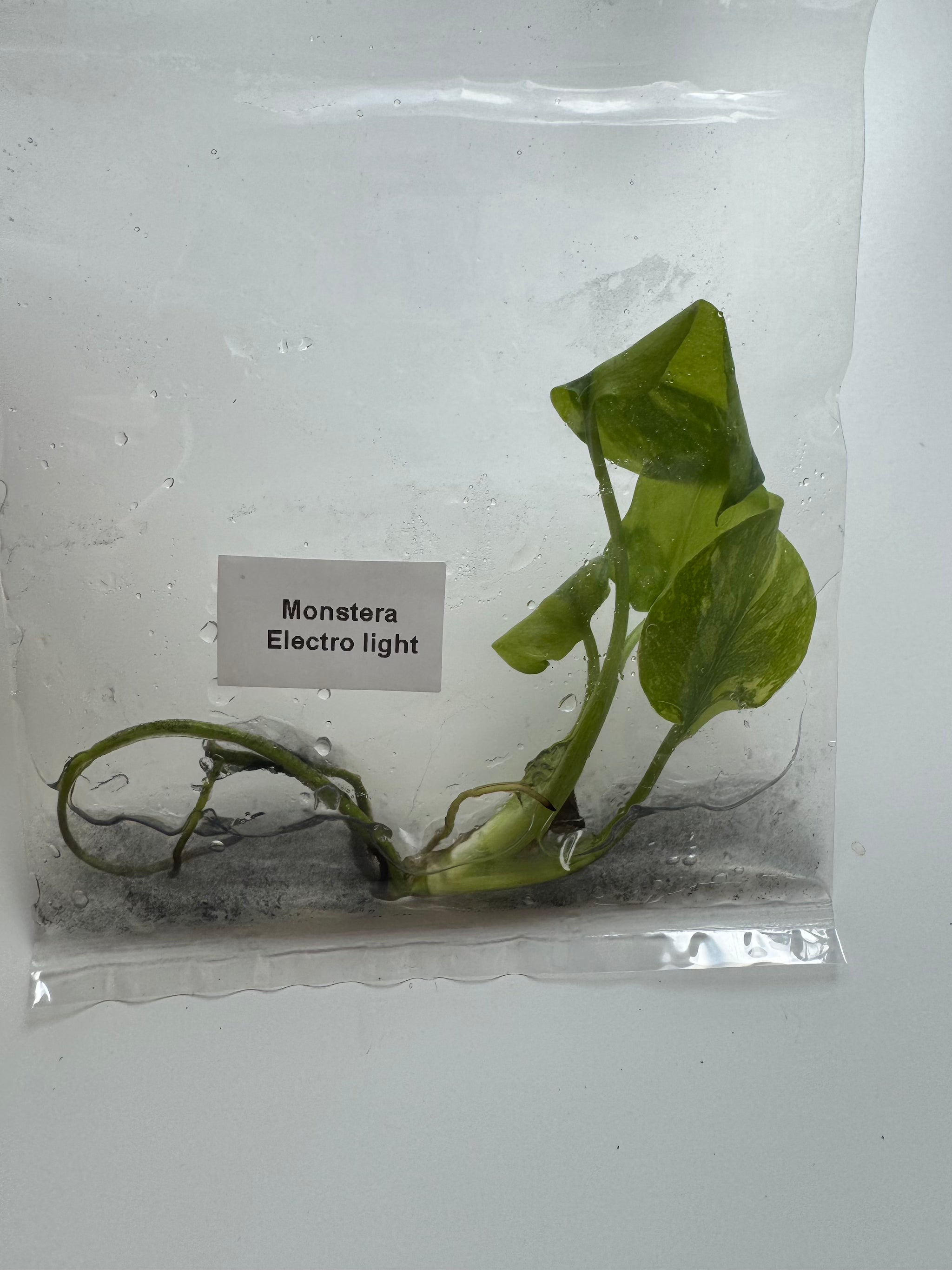 Monstera Electrolight