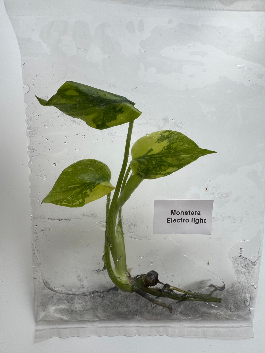 Monstera Electrolight