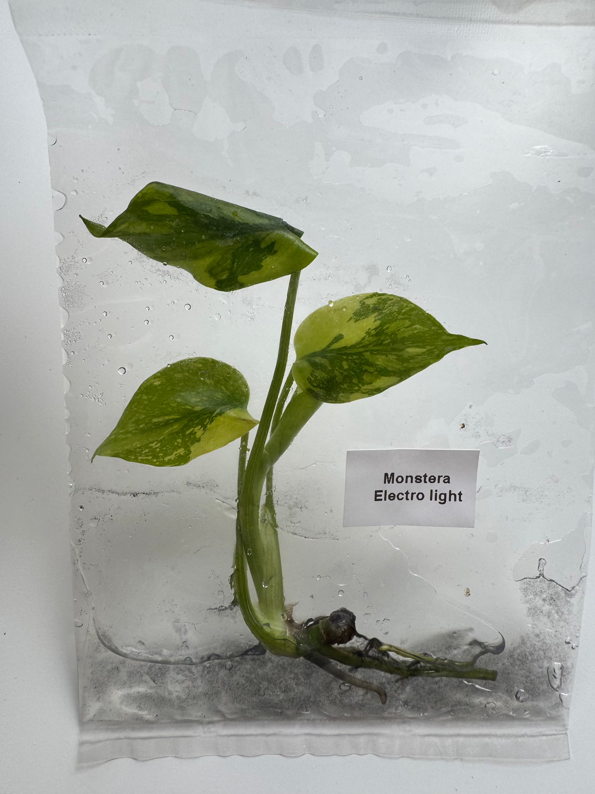 Monstera Electrolight