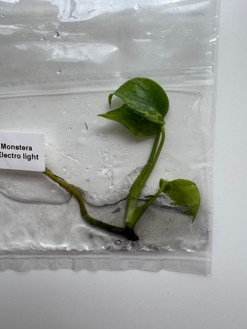 Monstera Electrolight