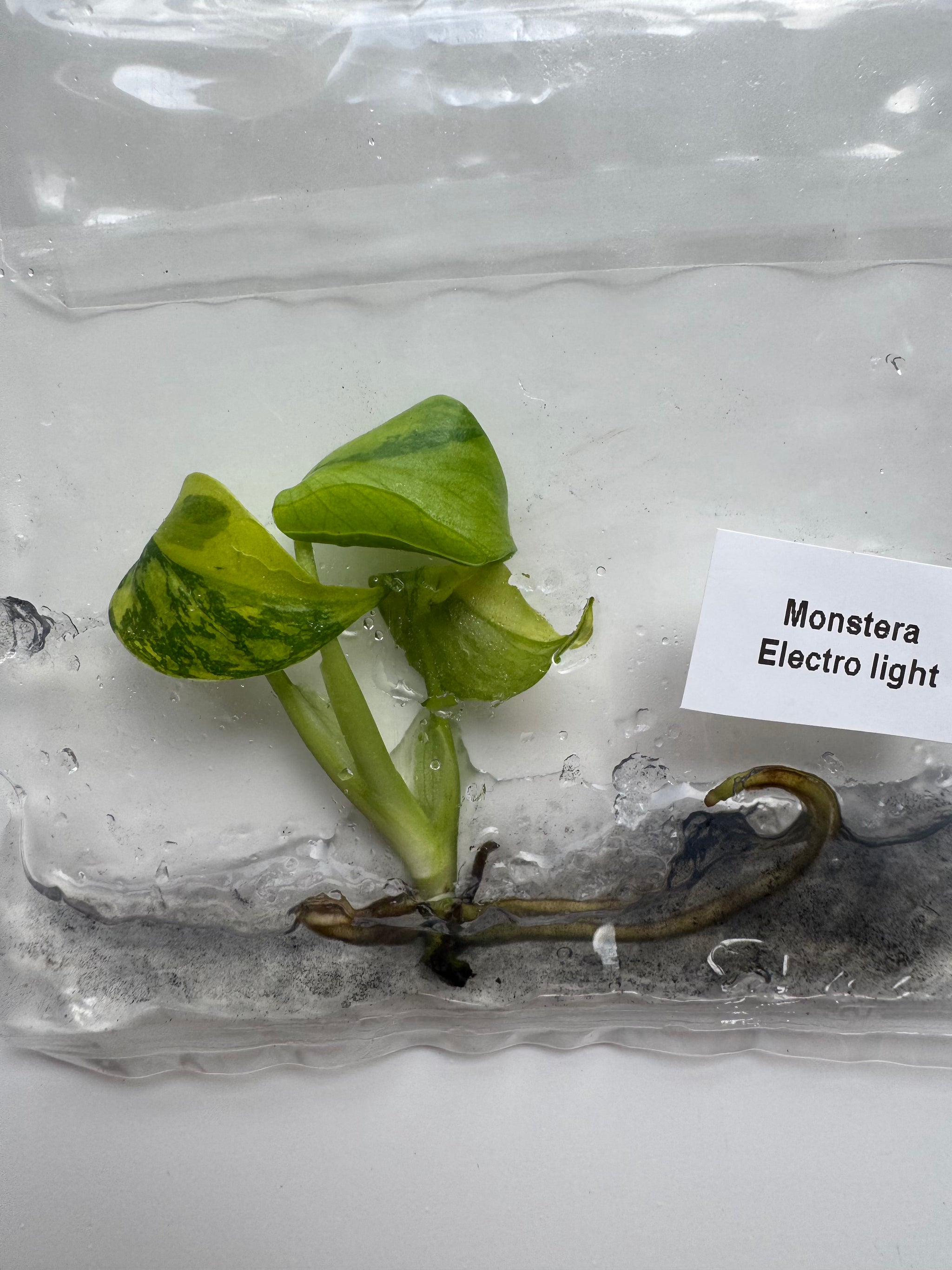 Monstera Electrolight