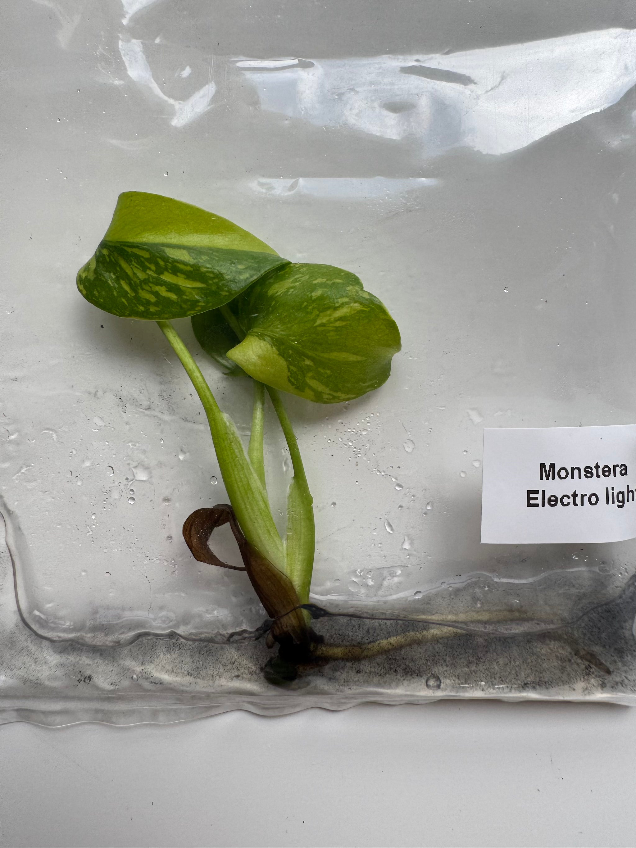 Monstera Electrolight