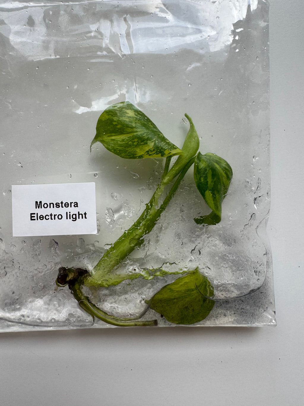 Monstera Electrolight