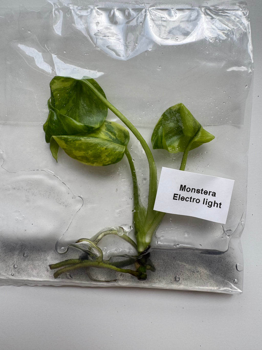 Monstera Electrolight
