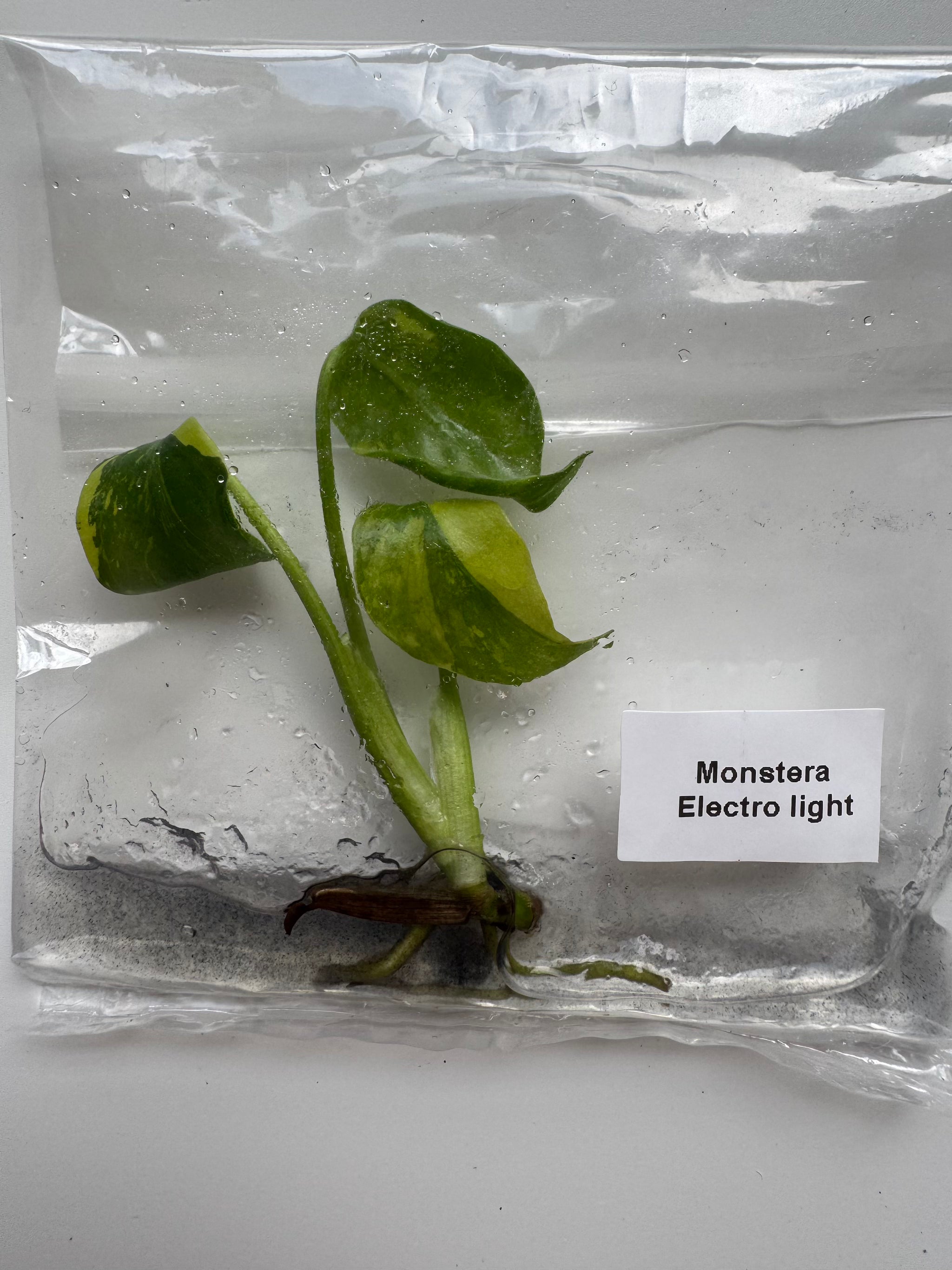 Monstera Electrolight