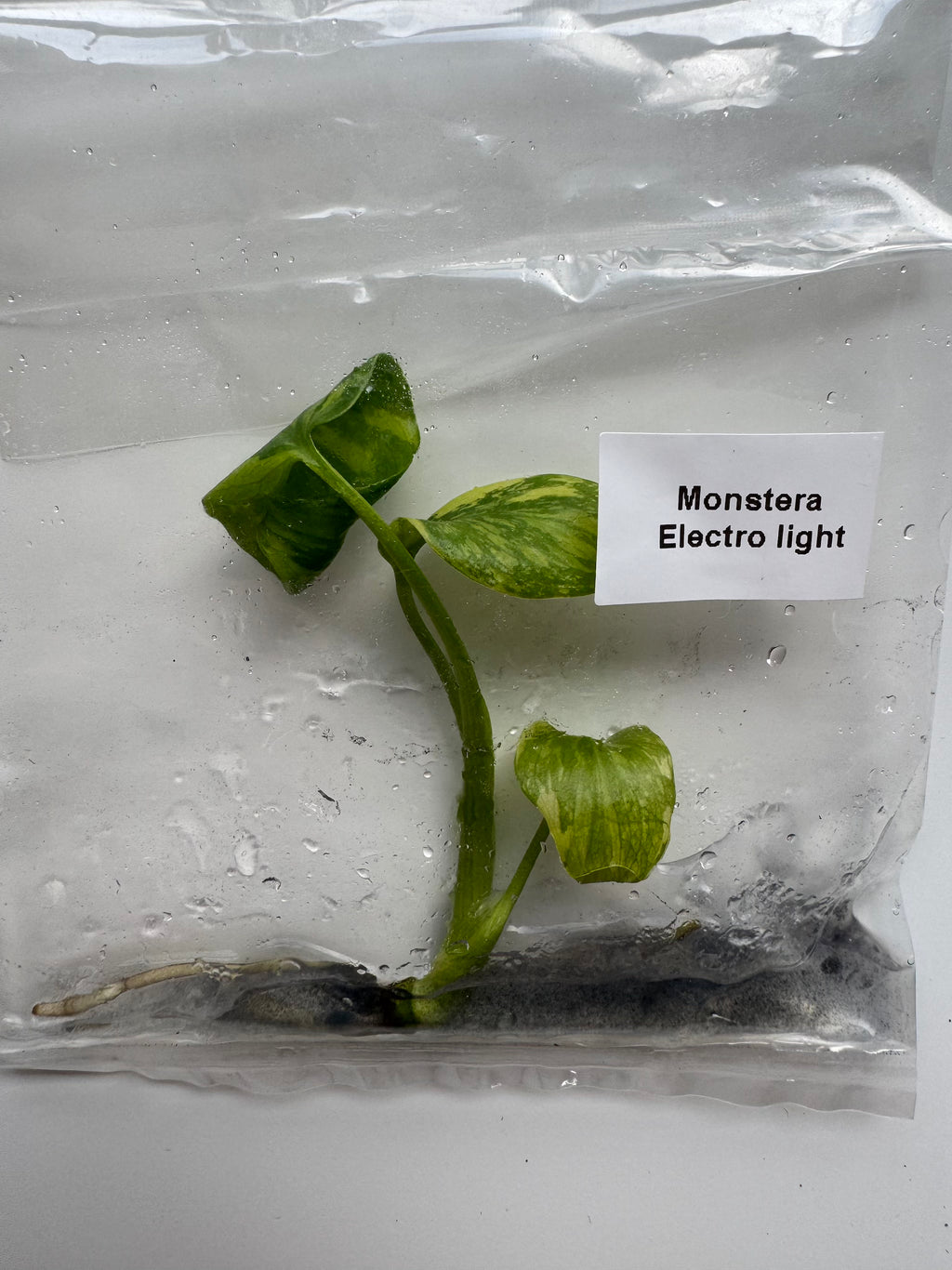 Monstera Electrolight