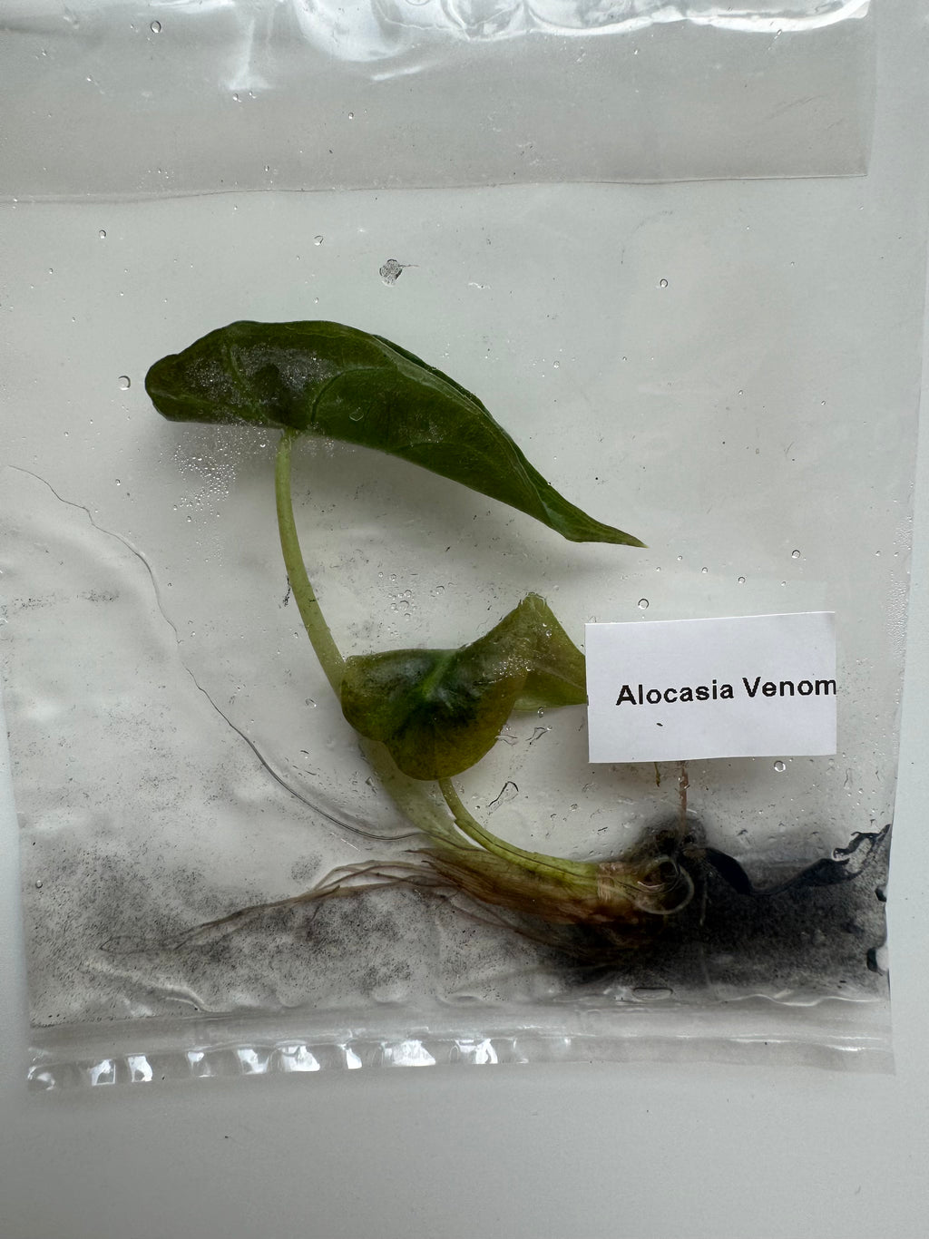Alocasia Venom