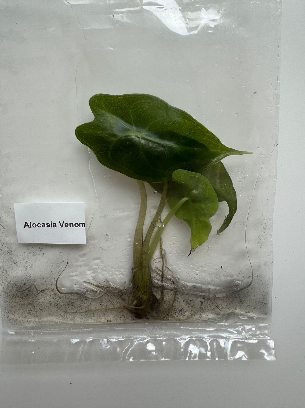 Alocasia Venom