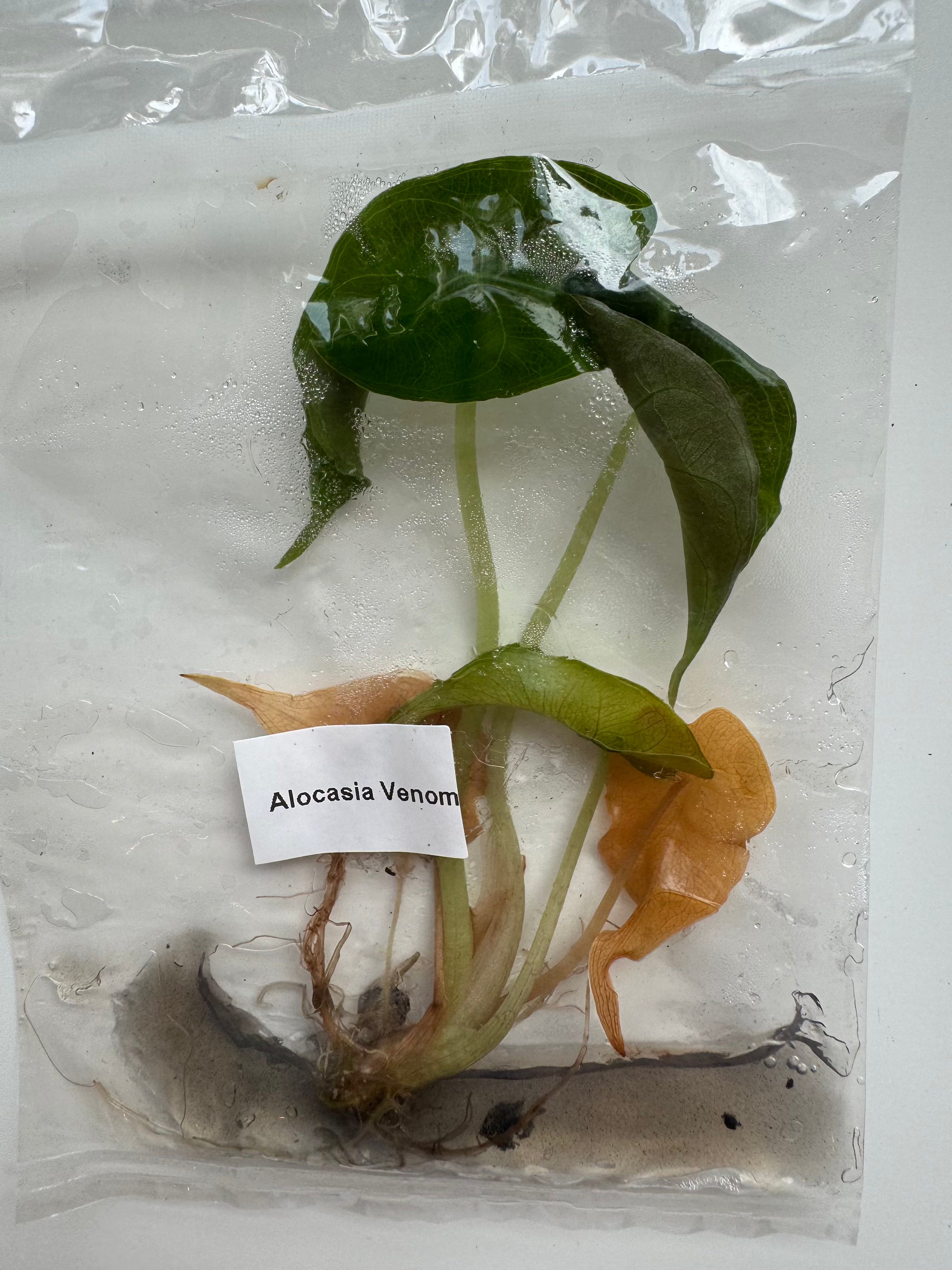 Alocasia Venom