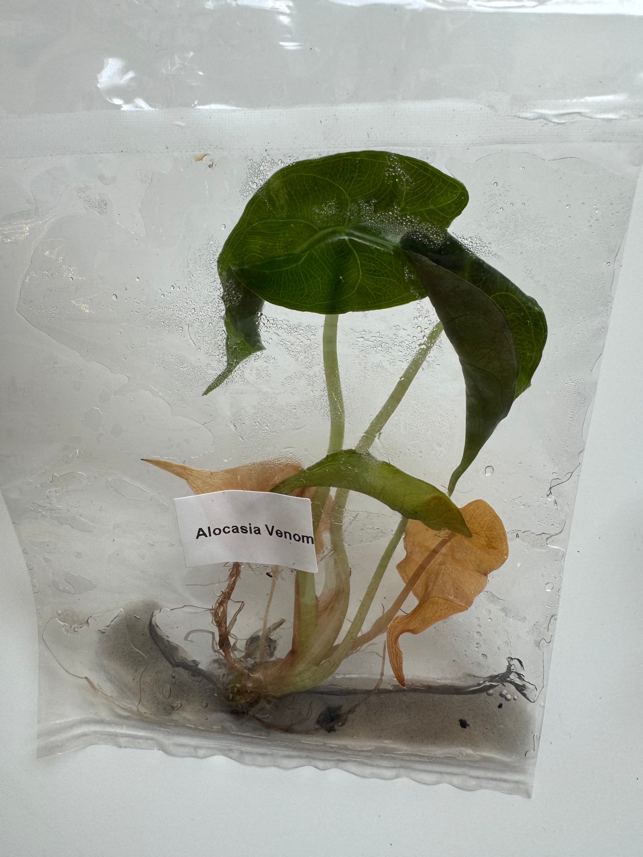 Alocasia Venom