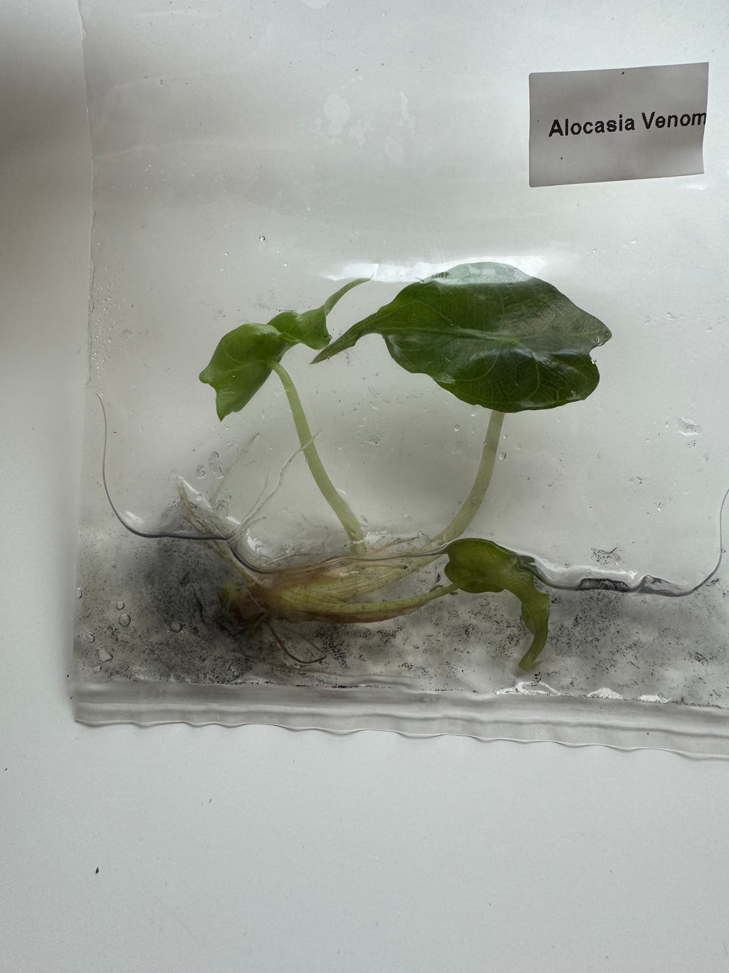 Alocasia Venom