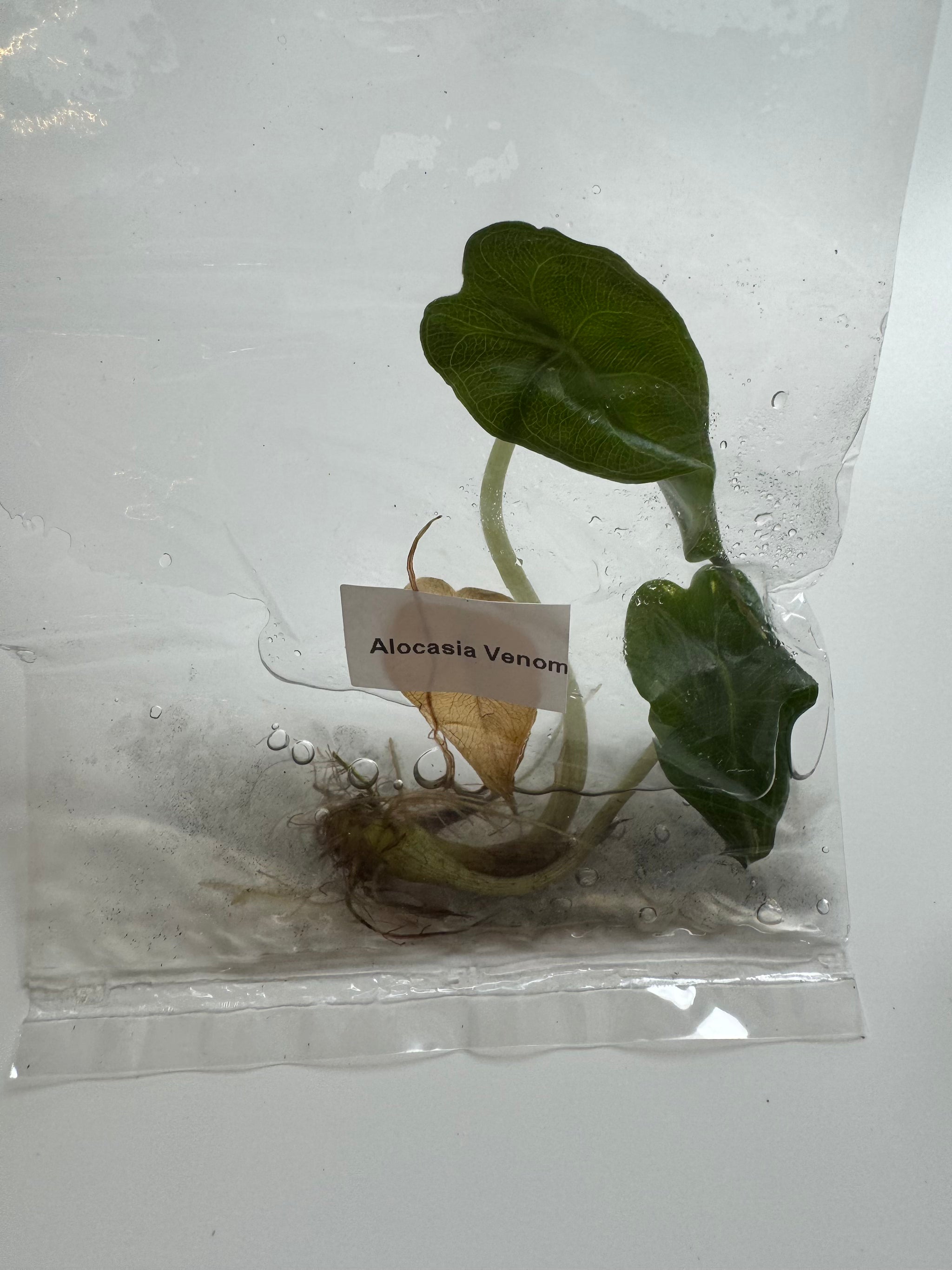 Alocasia Venom