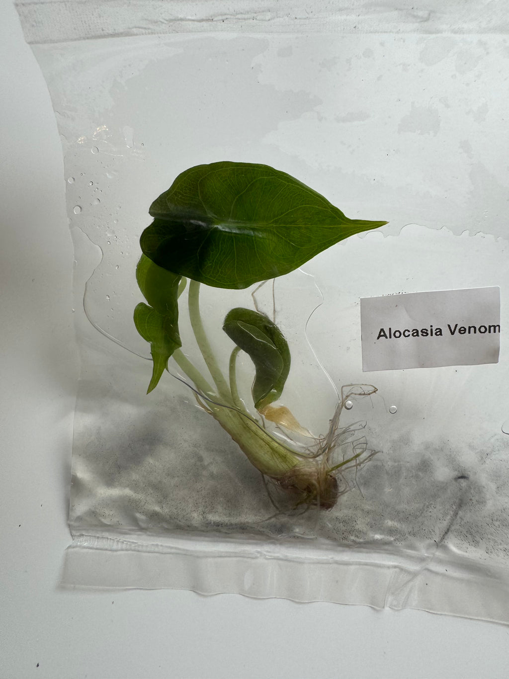 Alocasia Venom