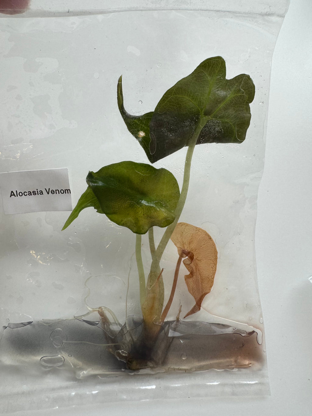 Alocasia Venom
