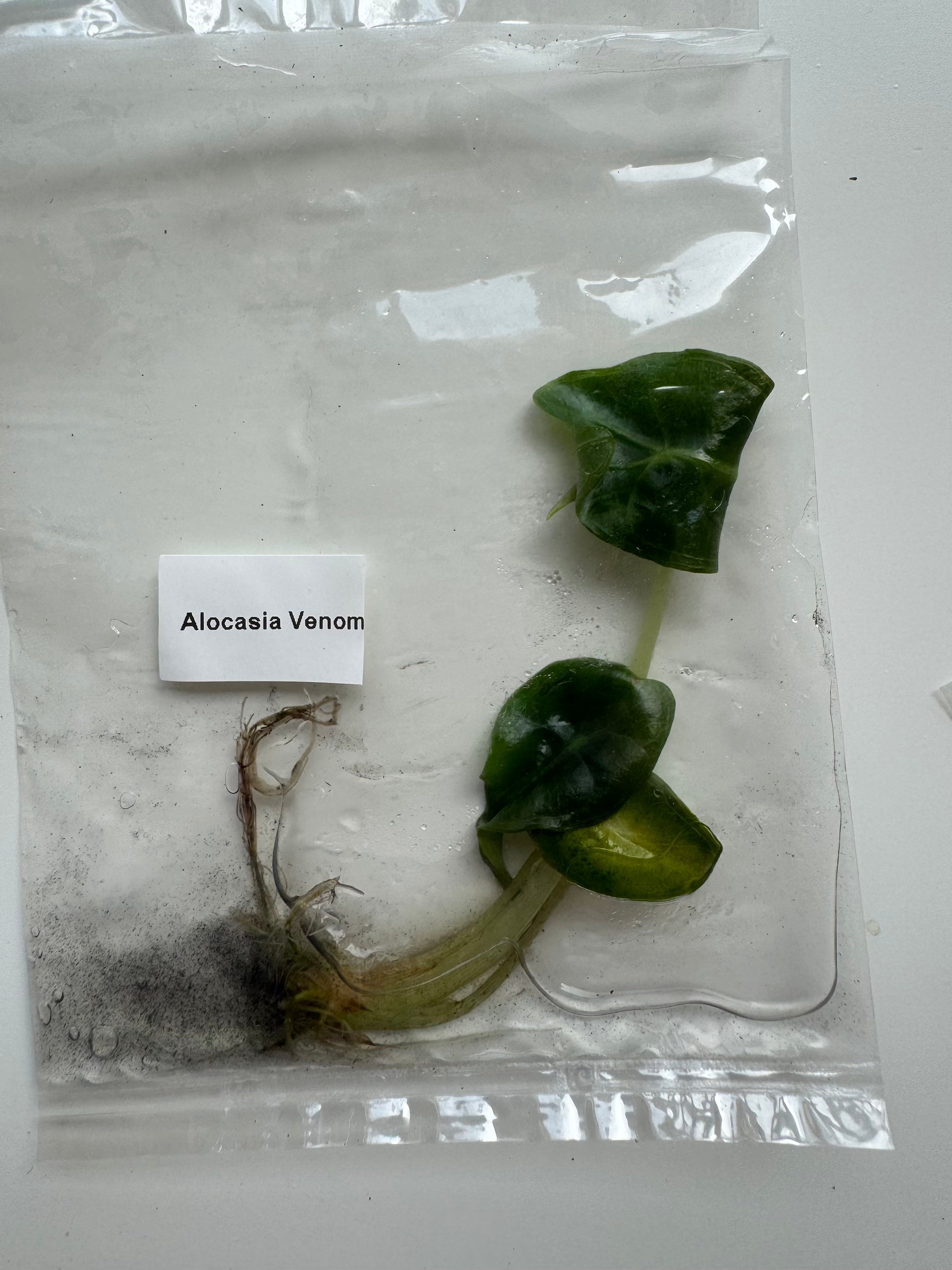Alocasia Venom