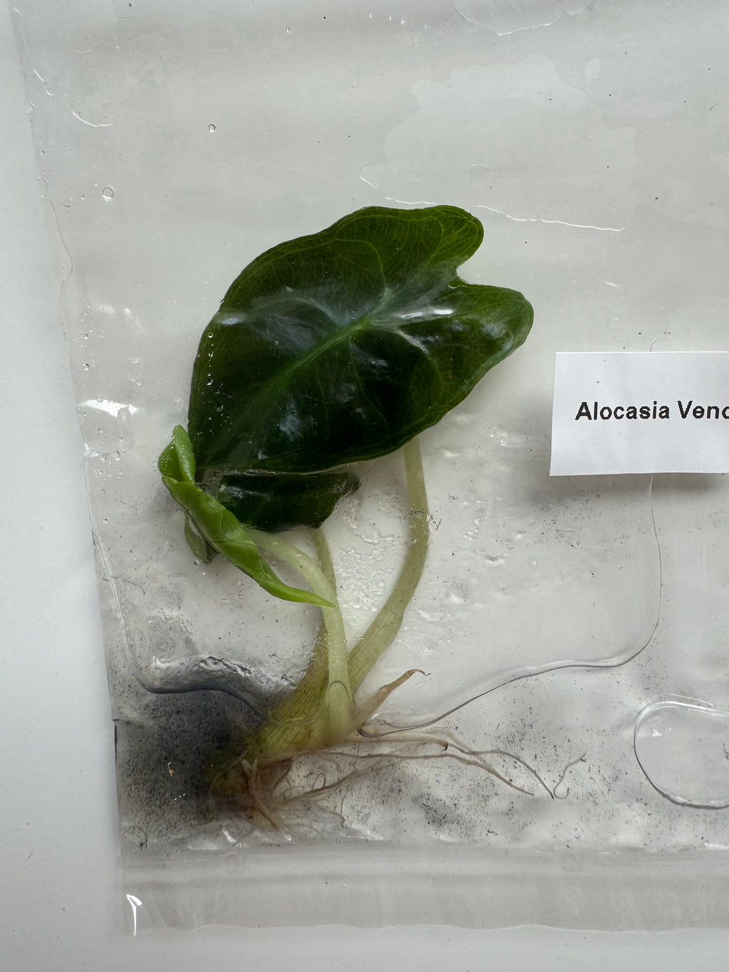 Alocasia Venom