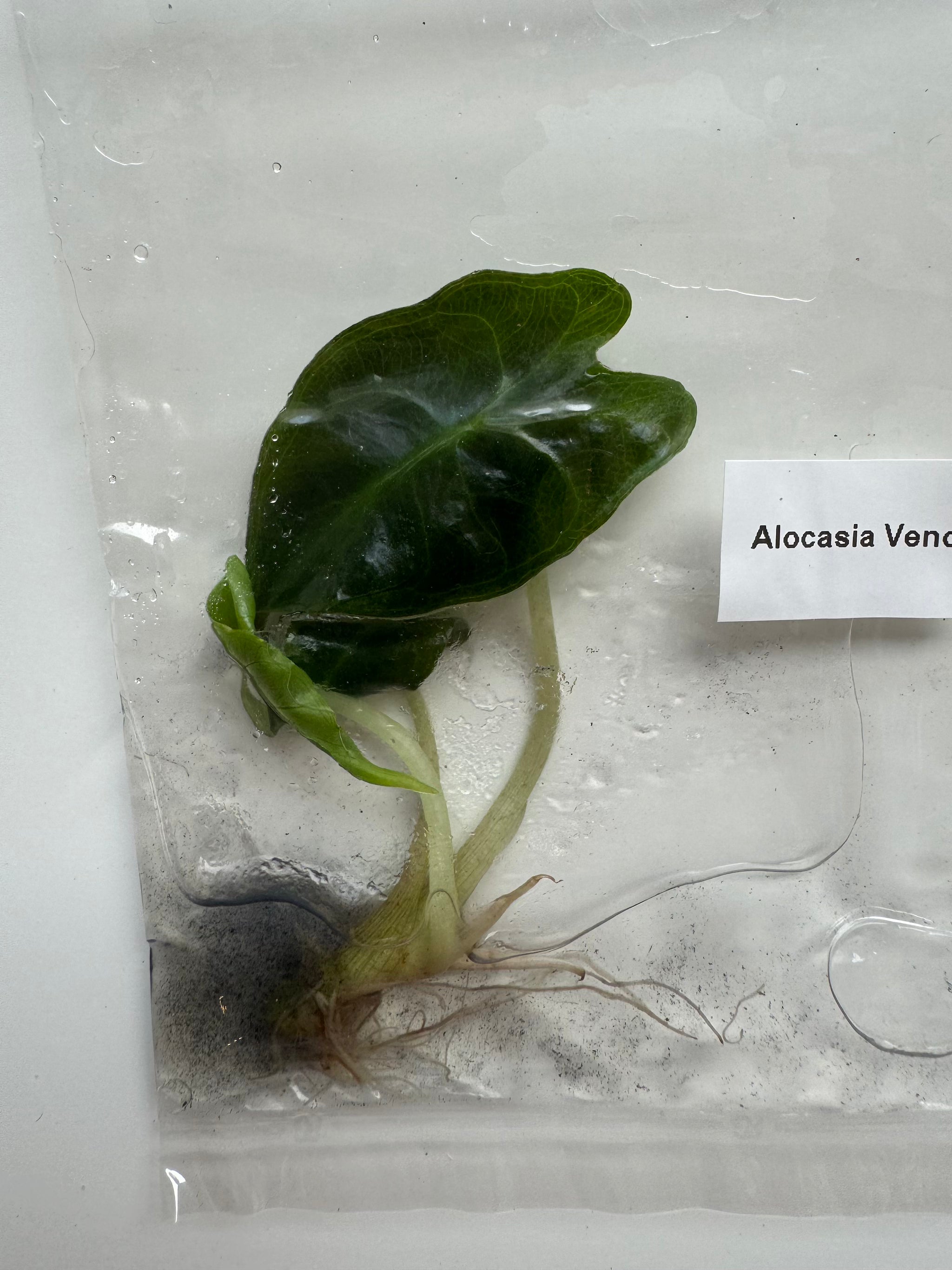 Alocasia Venom