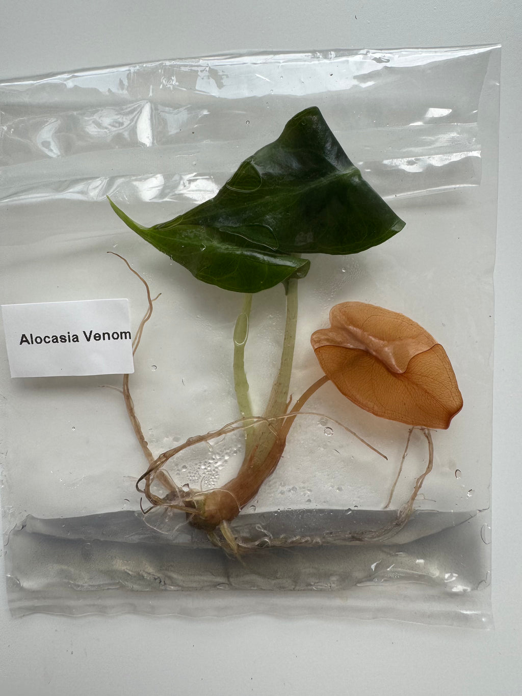 Alocasia Venom